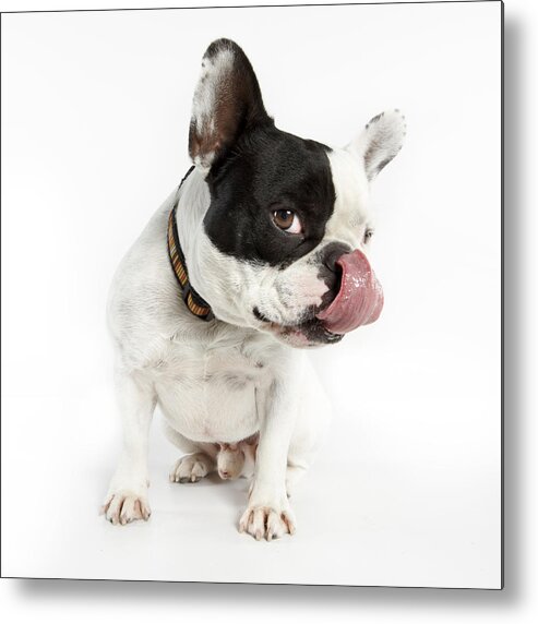 Pets Metal Print featuring the photograph French Bulldog licking his chops by Peter Samuels