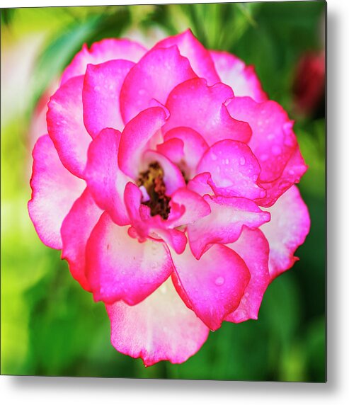 Pink Rose Metal Print featuring the photograph Fresh pink rose by Vishwanath Bhat