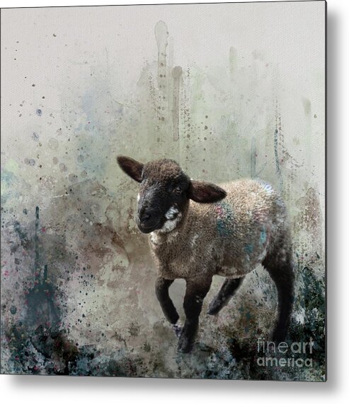 Lamb Metal Print featuring the photograph Frisky Lamb by Eva Lechner