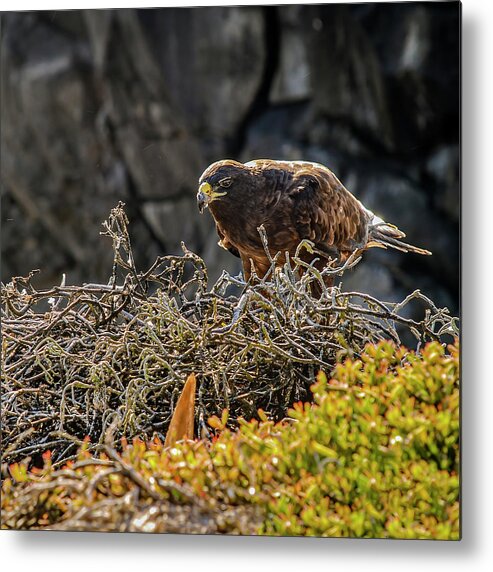 Animal In The Wild Metal Print featuring the photograph Galapagos hawk at nest by Henri Leduc