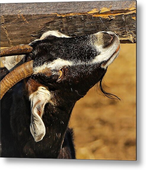 Goat Horns Fence Wood Close Metal Print featuring the photograph Goat by John Linnemeyer