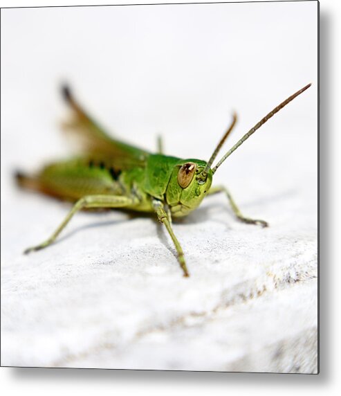 Insect Metal Print featuring the photograph Grasshopper by s0ulsurfing - Jason Swain