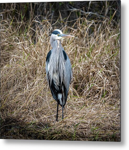 Great Blue Heron Metal Print featuring the photograph Great Blue Heron Portrait by Daniel Hebard