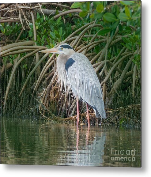 Great Blue Heron Metal Print featuring the photograph Great Blue Heron with Mating Plumage at Honeymoon Island State Park by L Bosco