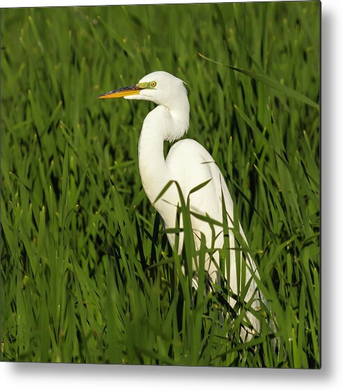 Great Egret Metal Print featuring the photograph Great Egret 2014-20 by Thomas Young