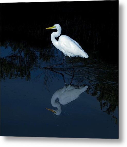 Egret Metal Print featuring the photograph Great Egret 27A by Sally Fuller