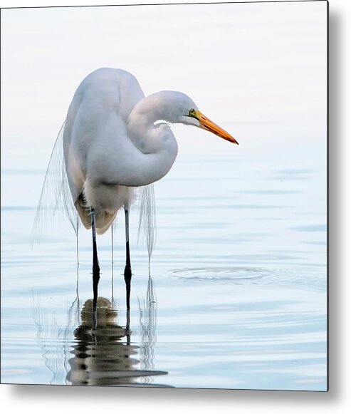 Great Egret Metal Print featuring the photograph Great Egret 4481-010321-2 by Tam Ryan