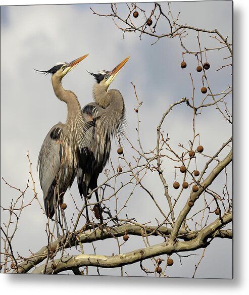 Bird Metal Print featuring the photograph Heron Gaze by Gina Fitzhugh