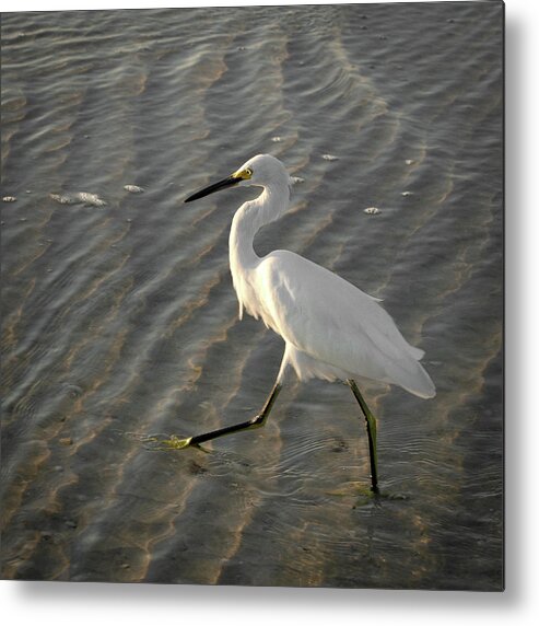 Highstepping Metal Print featuring the photograph High Stepping by Vicky Edgerly