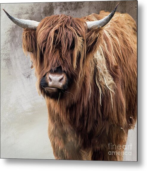 Cow Metal Print featuring the painting Xavier by Mindy Sommers