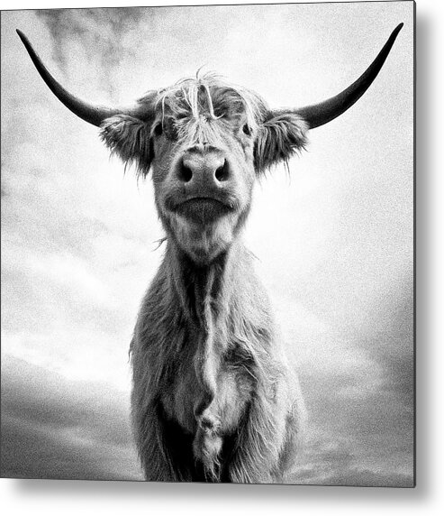 Cow Metal Print featuring the photograph Holy Cow by Louise Tanguay