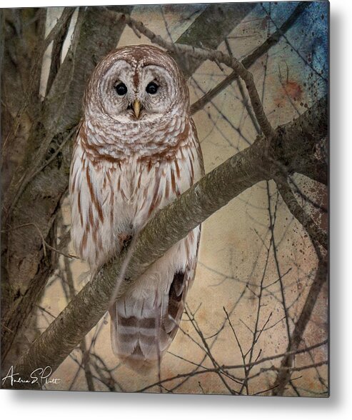 Barred Owl Metal Print featuring the photograph Hoping for Olivia by Andrea Platt