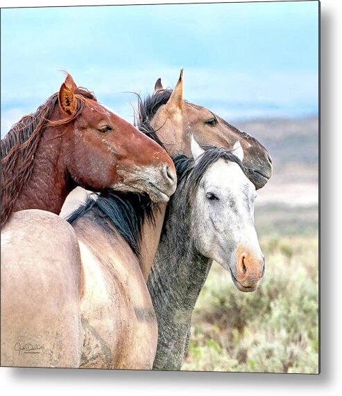 Horses Metal Print featuring the photograph Horse Pals by Judi Dressler