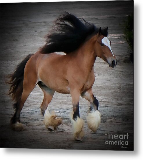 Horse Metal Print featuring the photograph Horse Show Germantown Tennessee II by Veronica Batterson