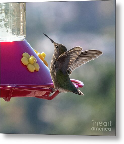 Bird Metal Print featuring the photograph Hummingbird by Abigail Diane Photography