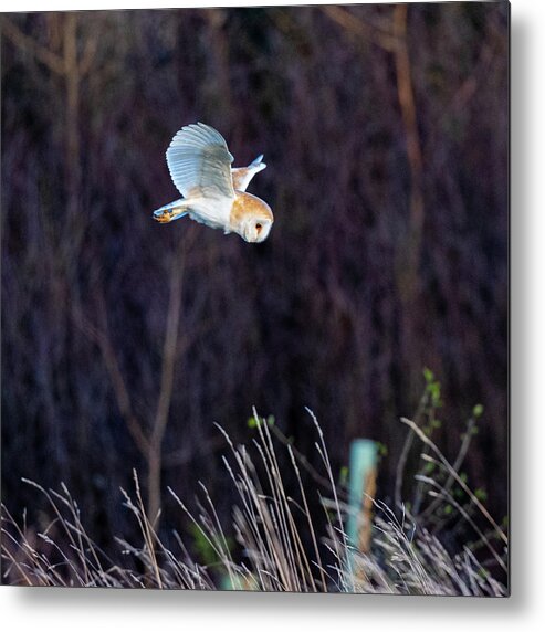 Barn Owl Metal Print featuring the photograph Hunting Owl by Mark Hunter