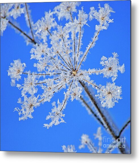 Hoar Frost Metal Print featuring the photograph Ice Star by Joshua McCullough