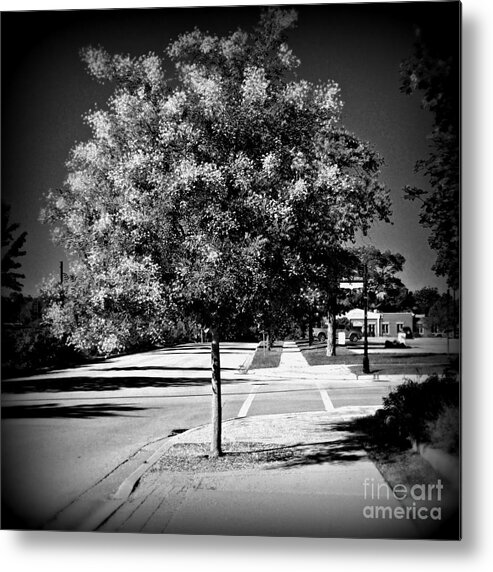 Square Format Metal Print featuring the photograph Illuminated Tree - Holga Effect by Frank J Casella