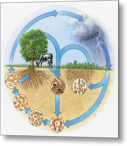 One Animal Metal Print featuring the drawing Illustration showing nitrogen and hydrologic cycle by Dorling Kindersley