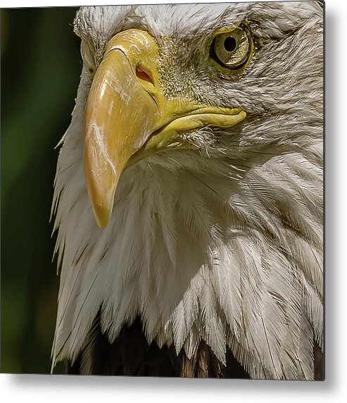 American Bald Eagle Metal Print featuring the photograph In Command by Yeates Photography