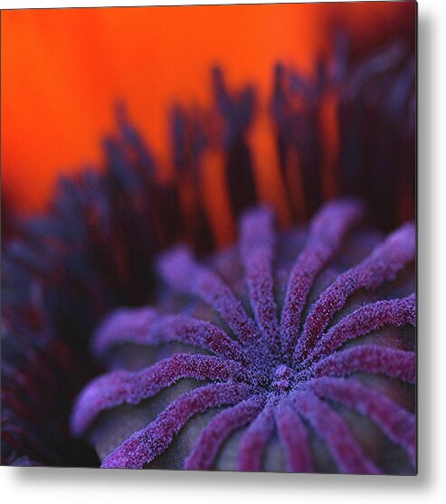 Flower Metal Print featuring the photograph Inside Poppy by Julie Powell