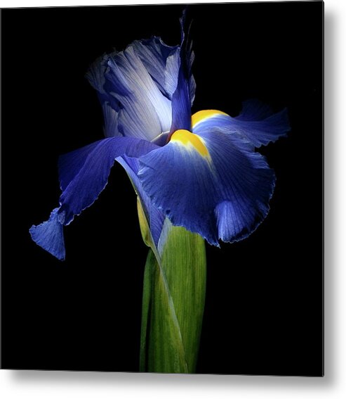 Macro Metal Print featuring the photograph Iris 041907 by Julie Powell