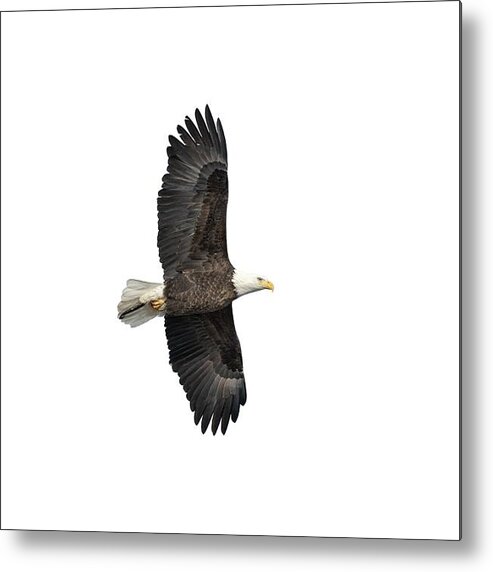 American Bald Eagle Metal Print featuring the photograph Isolated Bald Eagle 2019-6 by Thomas Young