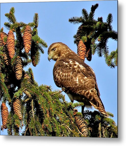 Birds Metal Print featuring the photograph Juvenile Red-Tailed Hawk Perched Among the Pine Cones by Linda Stern