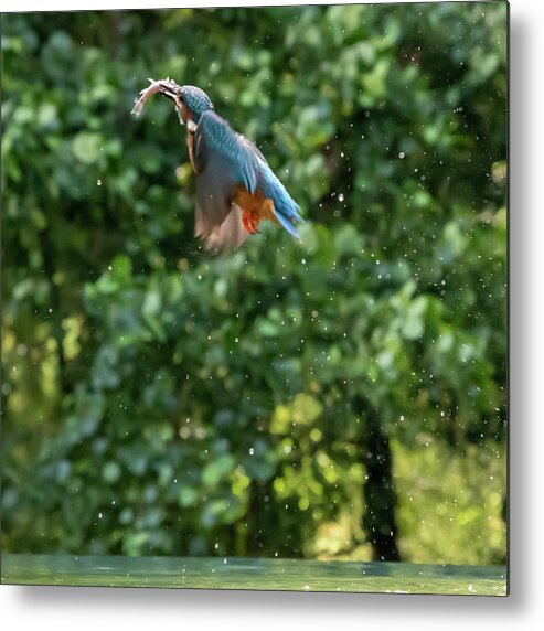 Kingfisher Metal Print featuring the photograph Kingfisher Climbing by Mark Hunter