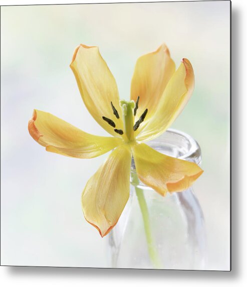 Tulip Metal Print featuring the photograph Last Dance by Forest Floor Photography