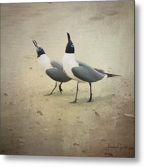 Seagulls Metal Print featuring the digital art Laughing Gulls by Linda Lee Hall