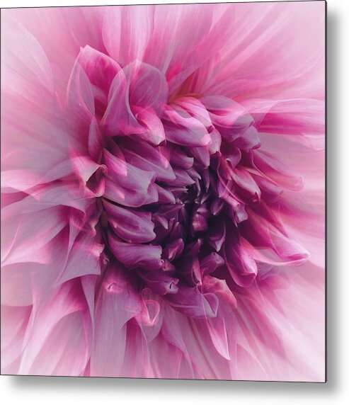 Macro Metal Print featuring the photograph Lavender and Pink Dahlia by Jerry Abbott