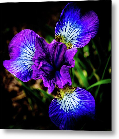 Lavender Queen Siberian Iris Metal Print featuring the photograph Lavender Queen Siberian Iris by David Patterson