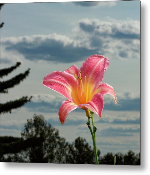 Flower Metal Print featuring the photograph Lily by George Pennington