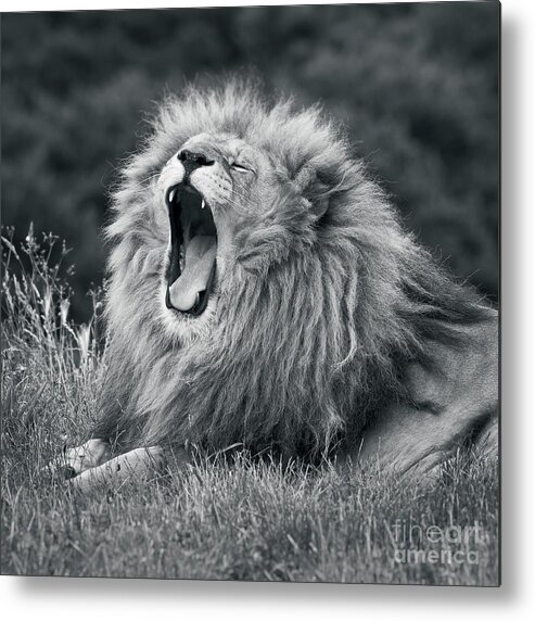 Lion Metal Print featuring the photograph Lion Portrait - 2 - King Cat by Philip Preston