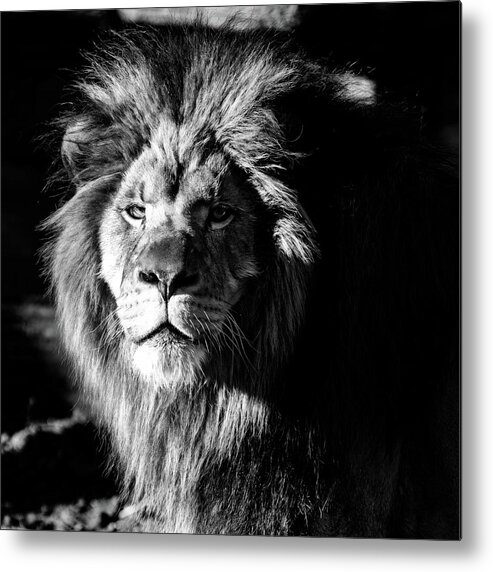 Lion Metal Print featuring the photograph Lion portrait BW by Flees Photos