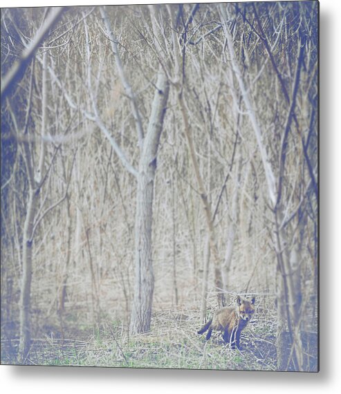 Little Fox In The Woods Metal Print featuring the photograph Little Fox in the Woods 2 by Carrie Ann Grippo-Pike