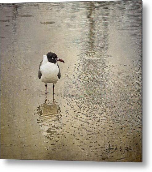 Seagull Metal Print featuring the photograph Lone Laughing Gull by Linda Lee Hall
