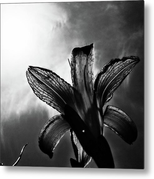 Daylily Silhouette Metal Print featuring the digital art Looking Up by Pamela Smale Williams