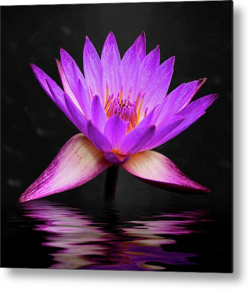 3scape Metal Print featuring the photograph Lotus by Adam Romanowicz
