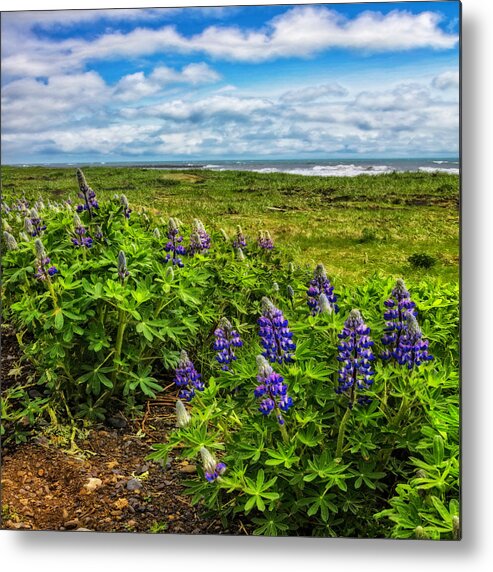 Clouds Metal Print featuring the photograph Lupines at the Edge of the Sea in Square by Debra and Dave Vanderlaan