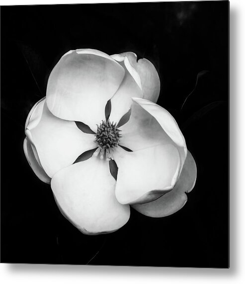 Magnolia Metal Print featuring the photograph Magnolia Blossom 2 Square by Connie Carr