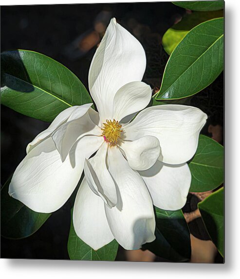 Magnolia Metal Print featuring the photograph Magnolia Portrait by Ginger Stein