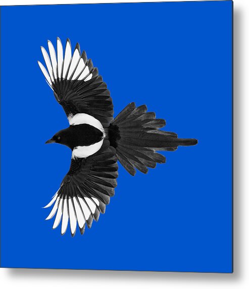 Magpie Metal Print featuring the photograph Magpie Shirt Design by Max Waugh