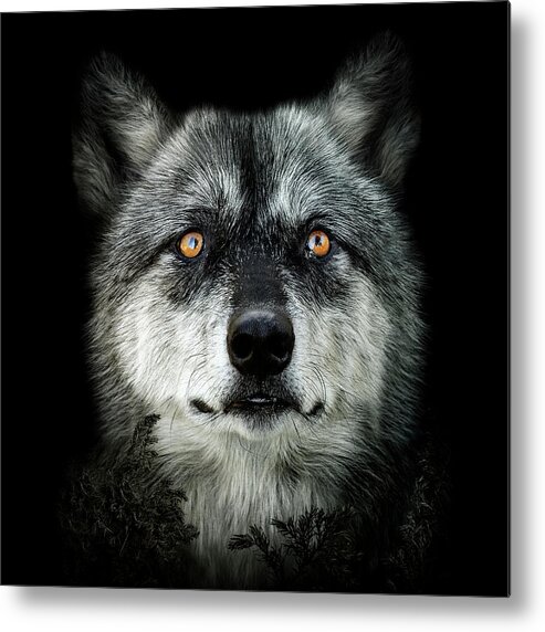 Wolf Metal Print featuring the digital art Majestic by Maggy Pease