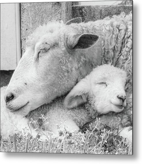 Lamb Metal Print featuring the photograph Mama's Lamb Black and White Square by Rachel Morrison