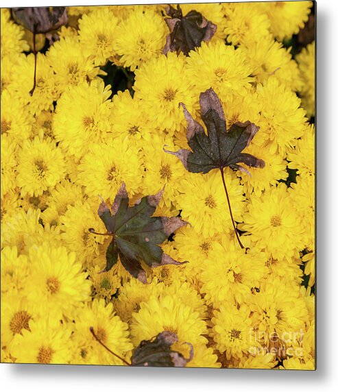 Autumn Metal Print featuring the photograph Maple Leaves on Chrysanthemum by William Kuta