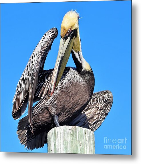 Pelican Metal Print featuring the photograph Brown pelican sunning and preening by Joanne Carey