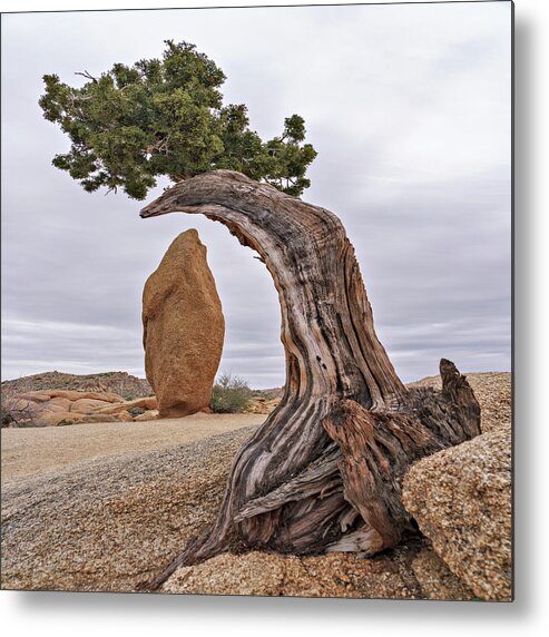  Metal Print featuring the photograph May 2019 Joshua Tree and Obelisk by Alain Zarinelli