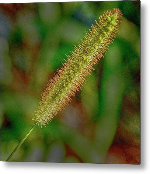 Grass Metal Print featuring the photograph Meadow Grass by Bill Barber